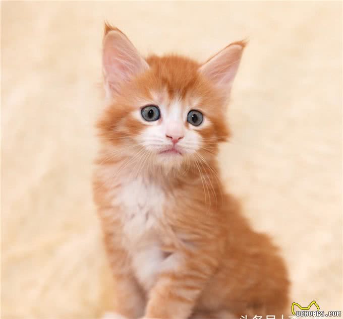 猫咪的品种和性格真的有关吗?只要饲养正确，什么品种都可以黏人