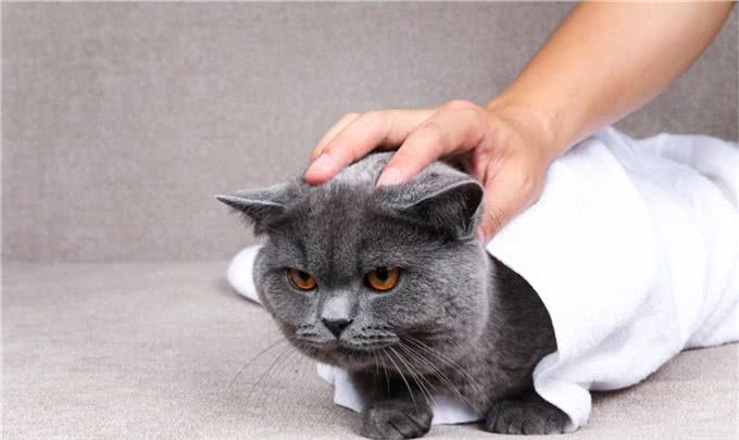 猫咪的品种和性格真的有关吗?只要饲养正确，什么品种都可以黏人