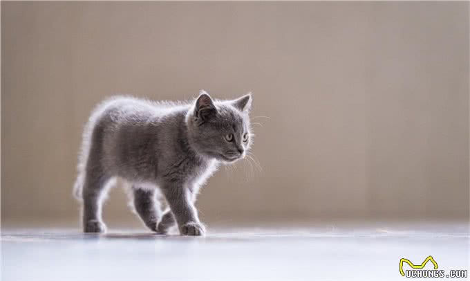 猫咪的品种和性格真的有关吗?只要饲养正确，什么品种都可以黏人