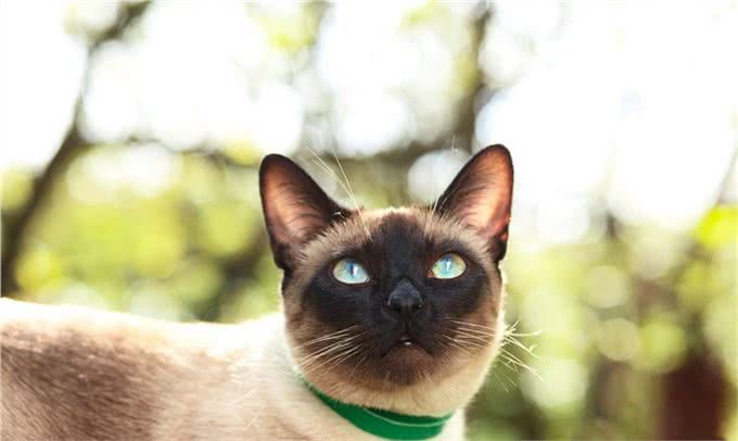 为什么养暹罗猫的人越来越少了?揭秘猫界贵族暹罗猫背后魅力