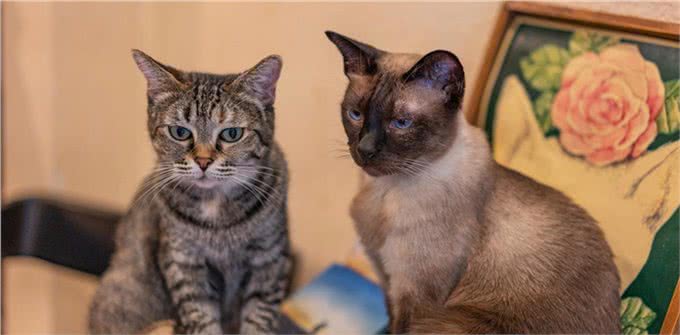为什么养暹罗猫的人越来越少了?揭秘猫界贵族暹罗猫背后魅力