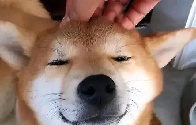 养狗久了才懂，狗狗用头拱人，不是在和你玩，而是在给你暗示