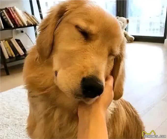 养狗久了才懂，狗狗用头拱人，不是在和你玩，而是在给你暗示