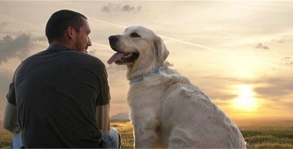 三条忠犬感天动地催人泪下