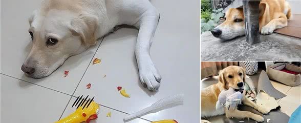 你的狗狗表现讨厌你的8种行为，别傻傻还不清楚!