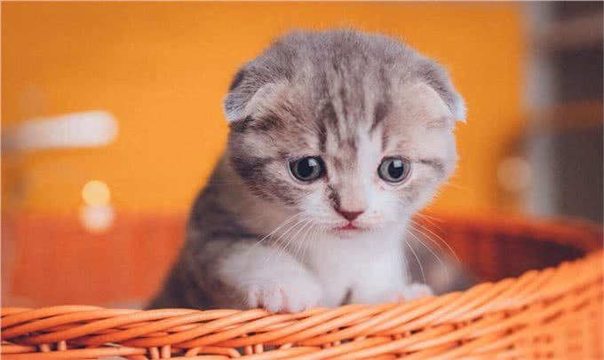 折耳猫为什么会有品种缺陷,折耳猫怎么养才能养好,你知道吗
