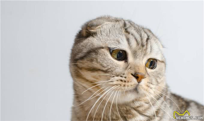折耳猫为什么会有品种缺陷,折耳猫怎么养才能养好,你知道吗