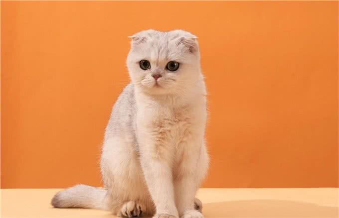 折耳猫为什么会有品种缺陷,折耳猫怎么养才能养好,你知道吗