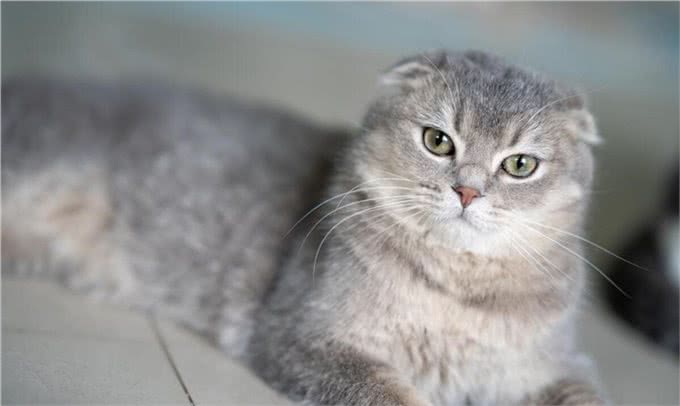 折耳猫为什么会有品种缺陷,折耳猫怎么养才能养好,你知道吗