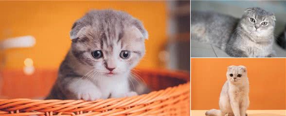 折耳猫为什么会有品种缺陷，折耳猫怎么养才能养好，你知道吗