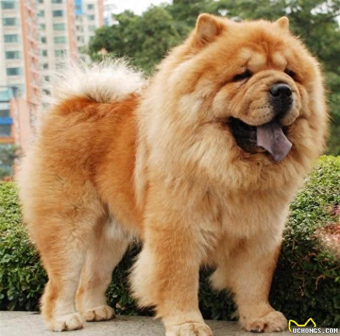 中国2000多年古老犬种：松狮犬独有的愁容别有风味