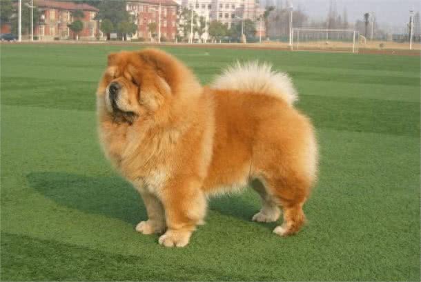 中国2000多年古老犬种：松狮犬独有的愁容别有风味