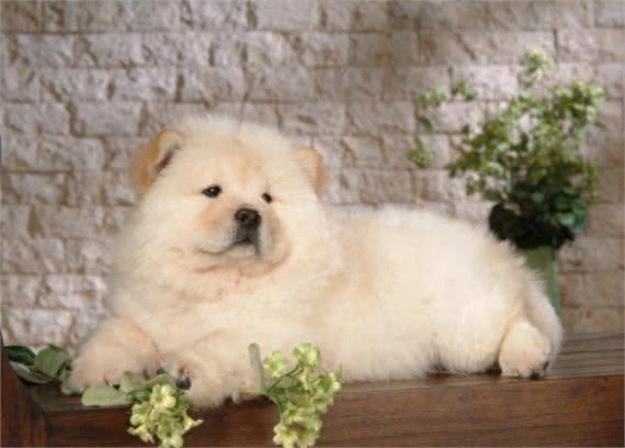 中国2000多年古老犬种：松狮犬独有的愁容别有风味