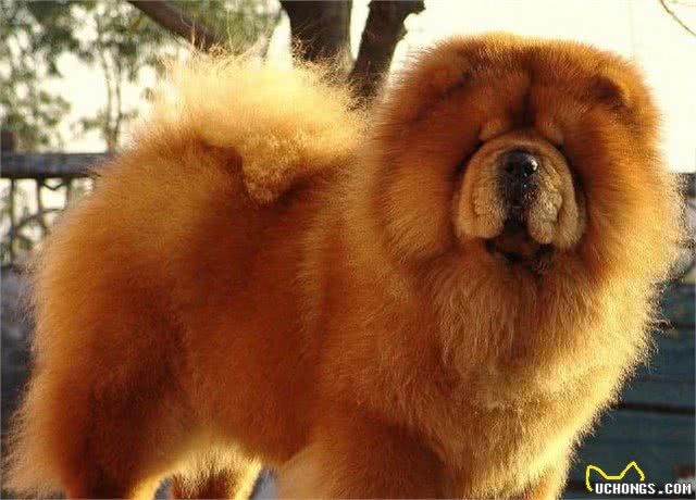中国2000多年古老犬种：松狮犬独有的愁容别有风味