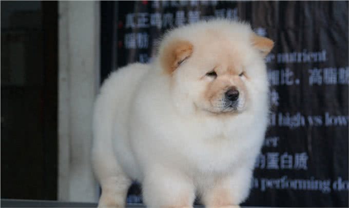 中国2000多年古老犬种：松狮犬独有的愁容别有风味