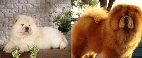 中国2000多年古老犬种：松狮犬独有的愁容别有风味