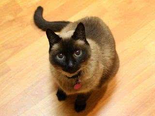 猫是动物中最聪明的一种，那么什么猫是猫中最聪明的呢
