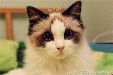 猫是动物中最聪明的一种，那么什么猫是猫中最聪明的呢