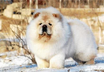 想要一只可爱的松狮犬类陪伴，先了解它的优缺点再下决定吧!