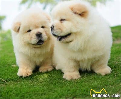 想要一只可爱的松狮犬类陪伴，先了解它的优缺点再下决定吧!