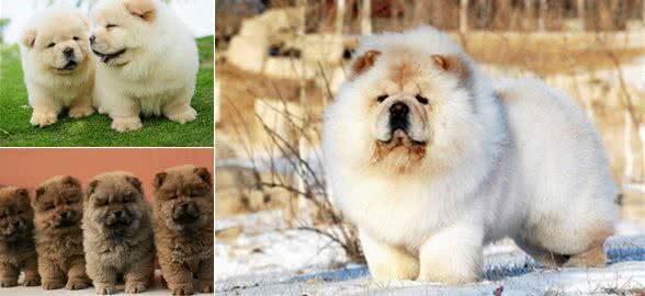 想要一只可爱的松狮犬类陪伴，先了解它的优缺点再下决定吧!