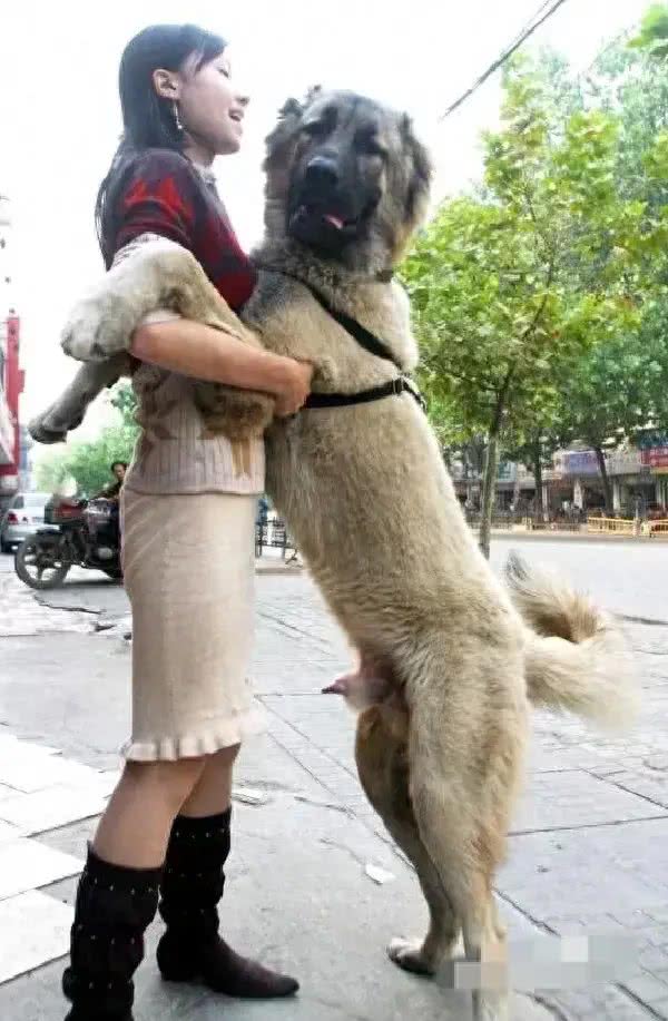 重庆女孩与宠物犬温馨互动，狗狗的发情期困扰引发关注