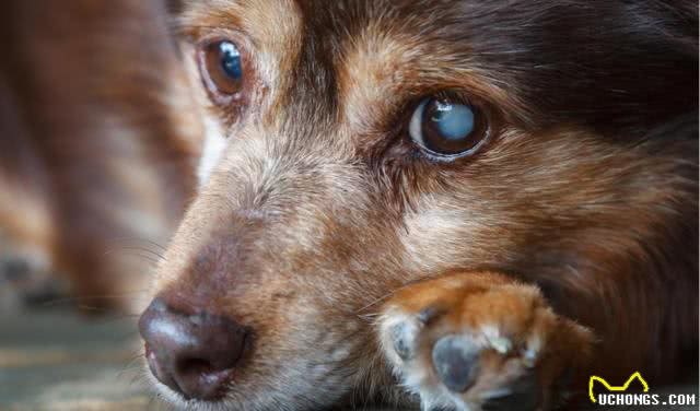 犬白内障相关知识:幼犬也可能是患者，而病因就是遗传的基因