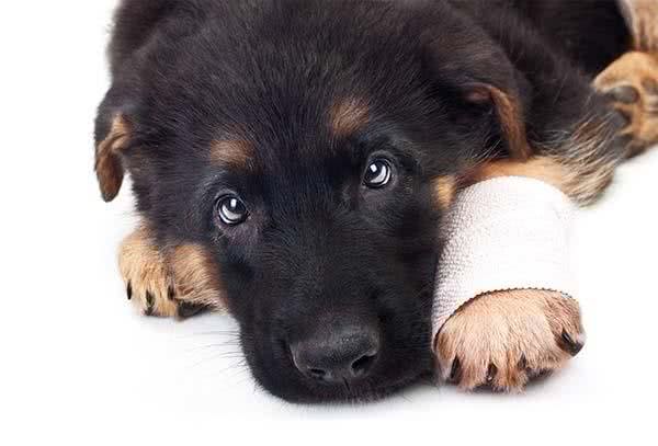 犬白内障相关知识:幼犬也可能是患者，而病因就是遗传的基因