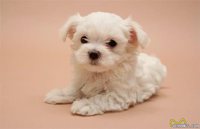 犬白内障相关知识:幼犬也可能是患者，而病因就是遗传的基因