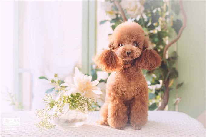 养狗入门：泰迪最全方位的介绍