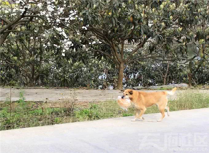 别人家的狗狗会帮忙拿东西其实自家的也可以，学会这5步就OK