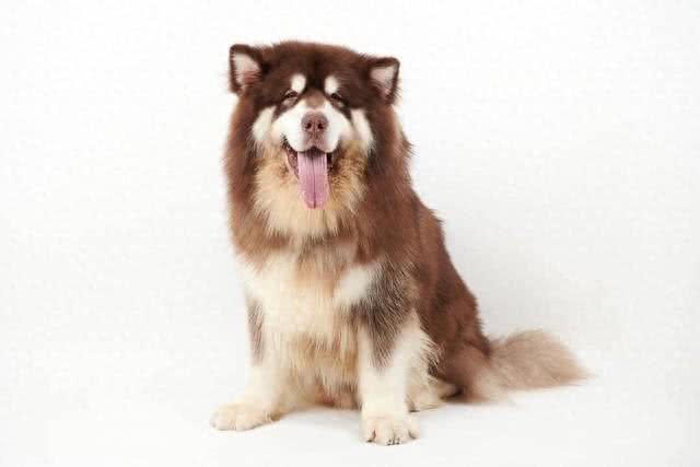 狗狗真的会与人产生情感吗?在狗狗的眼里主人等于父母吗?