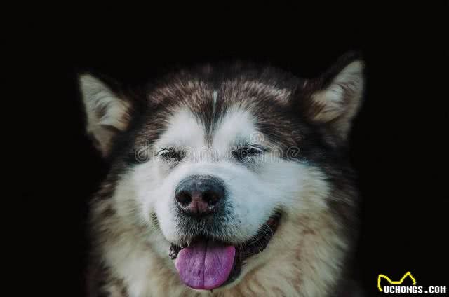 狗狗真的会与人产生情感吗?在狗狗的眼里主人等于父母吗?