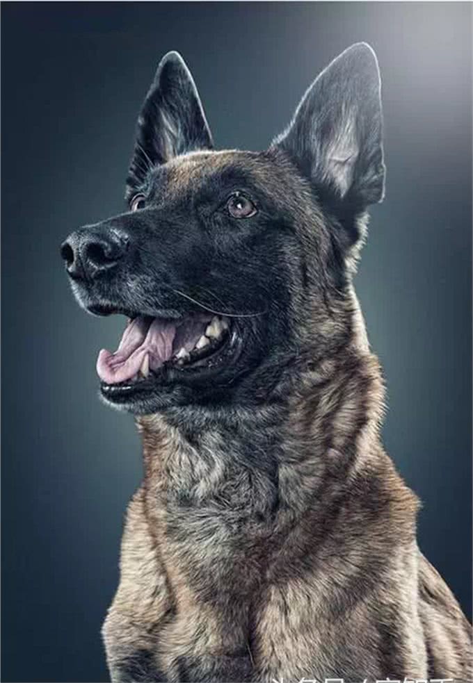马犬—忠诚卫士，罪恶克星