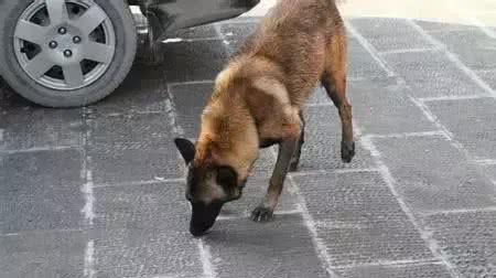 马犬—忠诚卫士，罪恶克星