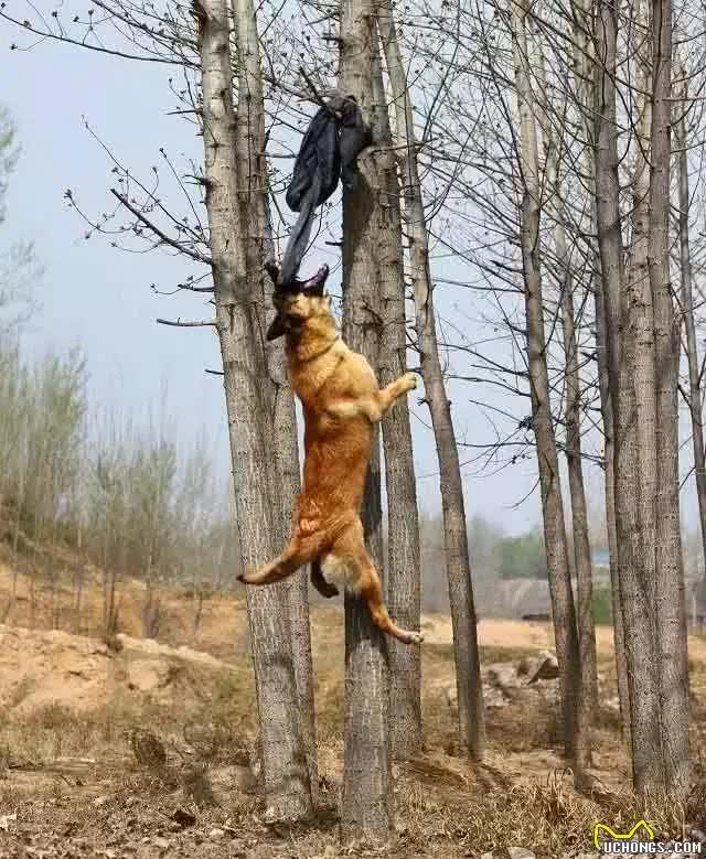 马犬—忠诚卫士，罪恶克星
