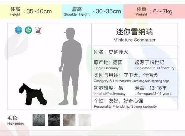 汪界时尚老鲜肉雪纳瑞