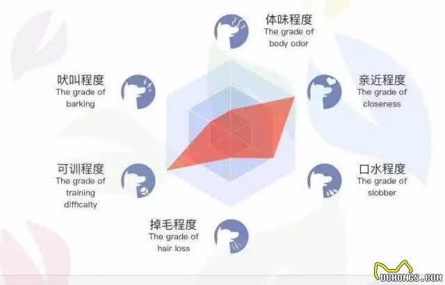 汪界时尚老鲜肉雪纳瑞