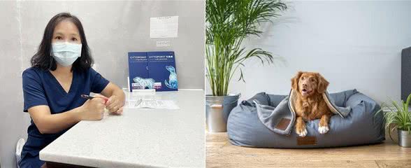 换季时节，狗狗抓痒不停，要找对解决办法