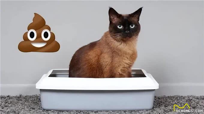 喵星人的日常:揭秘猫咪的多彩生活