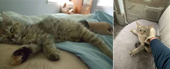喵星人的日常:揭秘猫咪的多彩生活