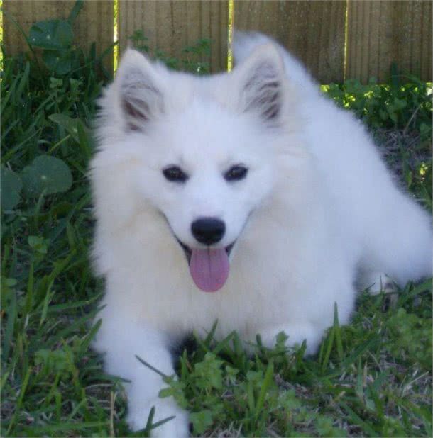 最理想的家庭宠物犬—美国爱斯基摩犬