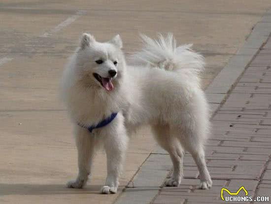 最理想的家庭宠物犬—美国爱斯基摩犬