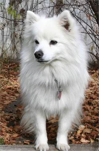 最理想的家庭宠物犬—美国爱斯基摩犬