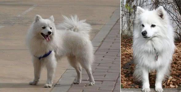 最理想的家庭宠物犬—美国爱斯基摩犬