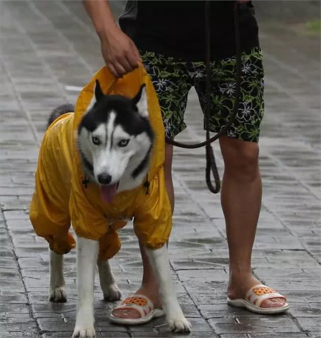 狗狗爱叫怎么办?这六招，教给你