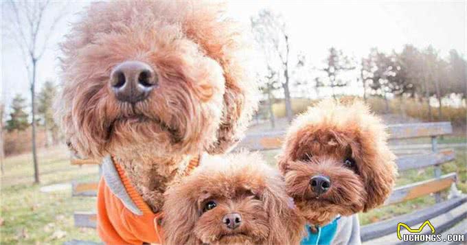 想养泰迪犬，记住别养公的，原因有5个