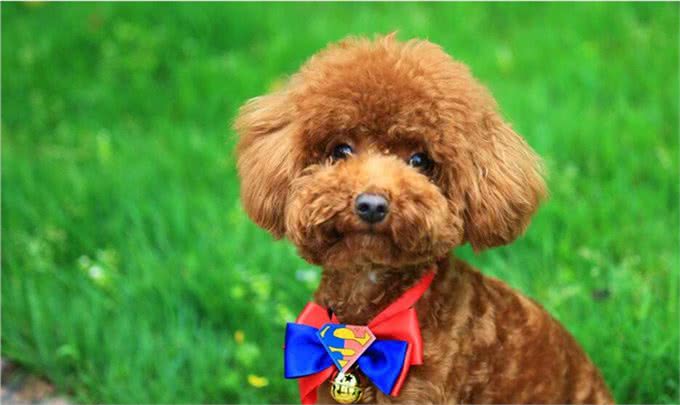 想养泰迪犬，记住别养公的，原因有5个