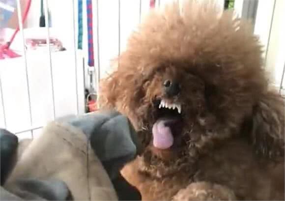 想养泰迪犬，记住别养公的，原因有5个