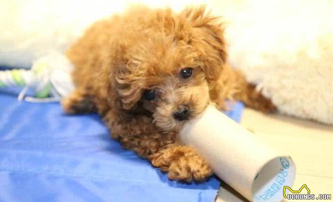 想养泰迪犬，记住别养公的，原因有5个